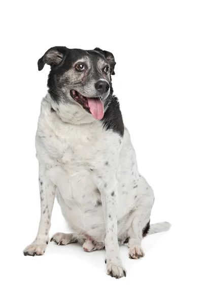 Psa rasy mieszanej — Zdjęcie stockowe