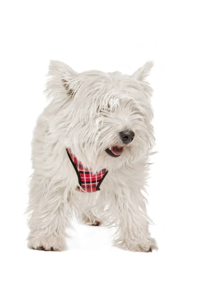 Stock image West Highland White Terrier