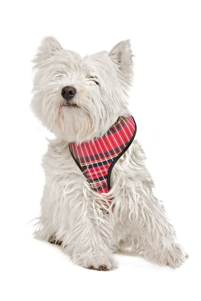 stock image West Highland White Terrier