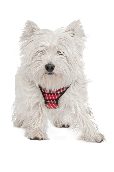 stock image West Highland White Terrier