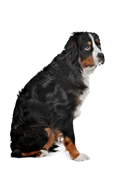 混合された品種犬 bernese 山犬 — ストック写真