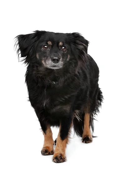Psa rasy mieszanej — Zdjęcie stockowe