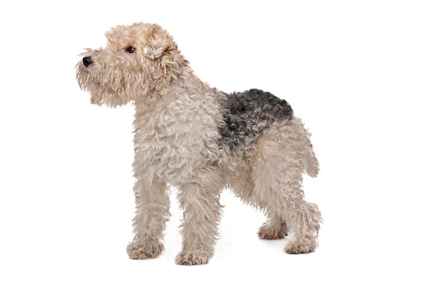 Wirehaired fox terrier — Stock Photo, Image
