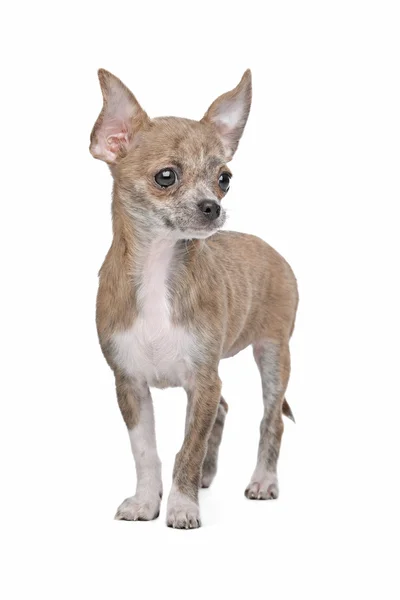 Chihuahua — Foto Stock