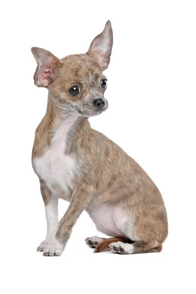 Chihuahua — Stock Photo, Image
