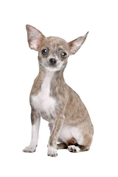 Chihuahua a — Photo