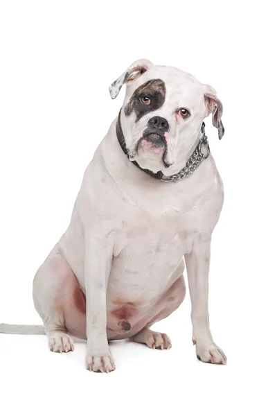 Amerikanische Bulldogge — Stockfoto