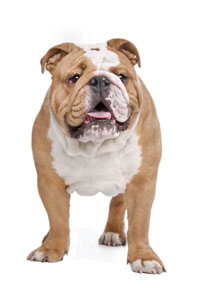 Engelse Bulldog — Stockfoto
