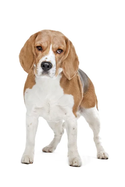 Cão de caça beagle — Fotografia de Stock
