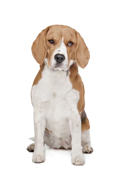 Beagle hound — Stock Photo, Image