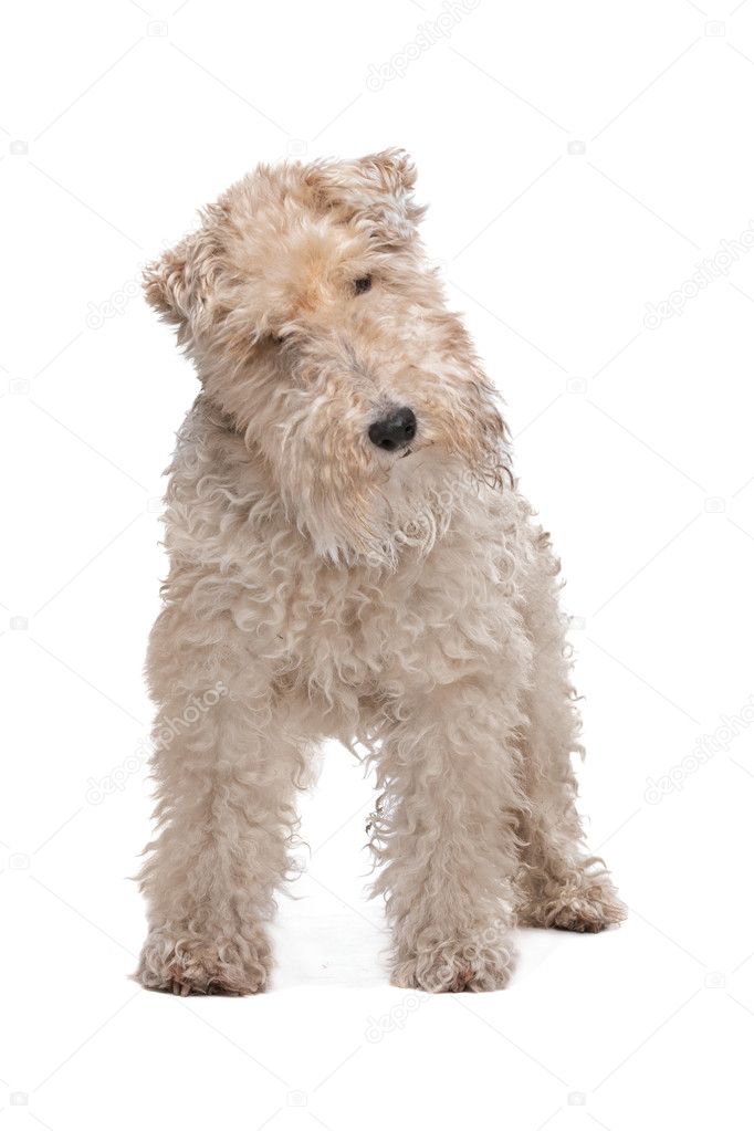 wire coated wheaten terrier