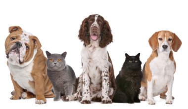 Group of cats and dogs clipart