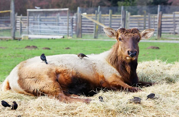 Lounging elk — Stock Photo, Image