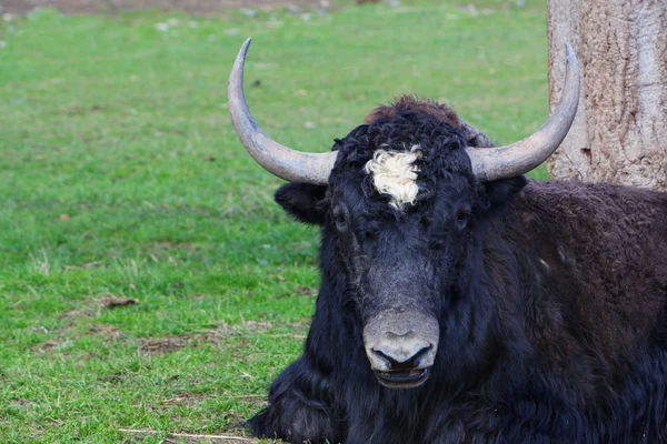 Odpočívá yak — Stock fotografie