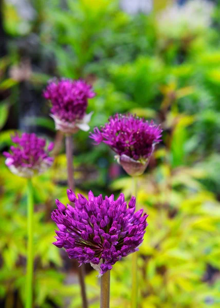 Flor de Allium púrpura — Foto de Stock