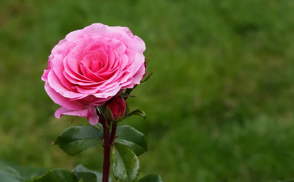 Одинокая розовая роза — стоковое фото