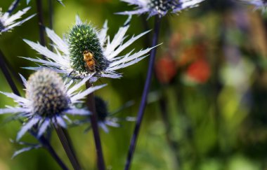 eryngium üzerinde meşgul arı