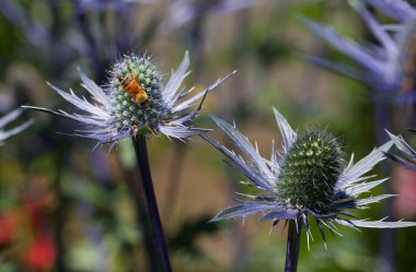 eryngium üzerinde başka bir meşgul arı