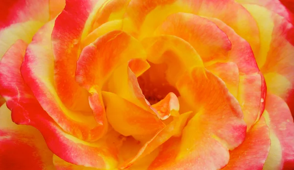 Gul rosa orange ros makro — Stockfoto