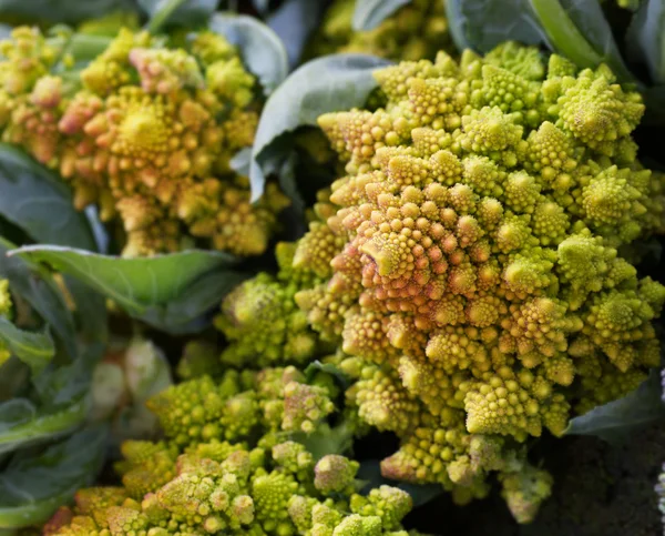 Broccoli Romano — Stock Photo, Image