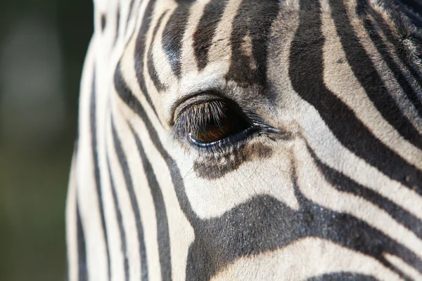 One Zebra eye — Stock Photo, Image