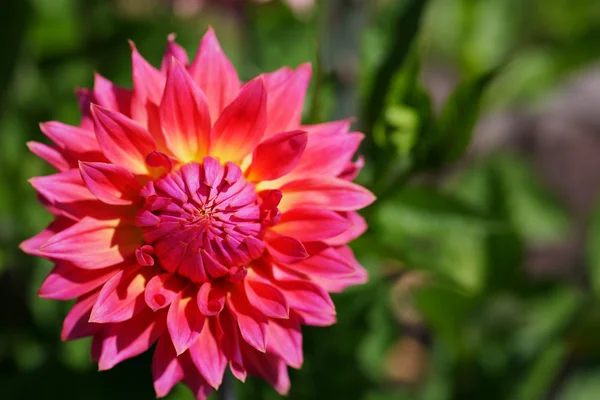 Pink Dahlia — Stock Photo, Image