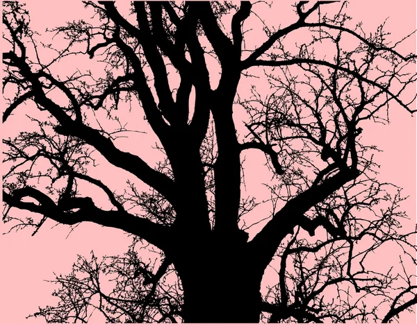 Silhouette of a large tree on a pink background — Stock Vector
