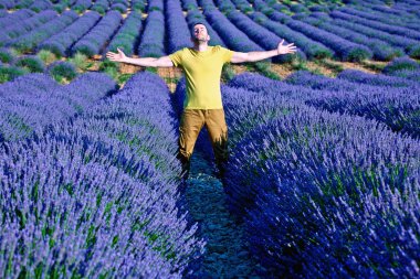 Lavender fields clipart