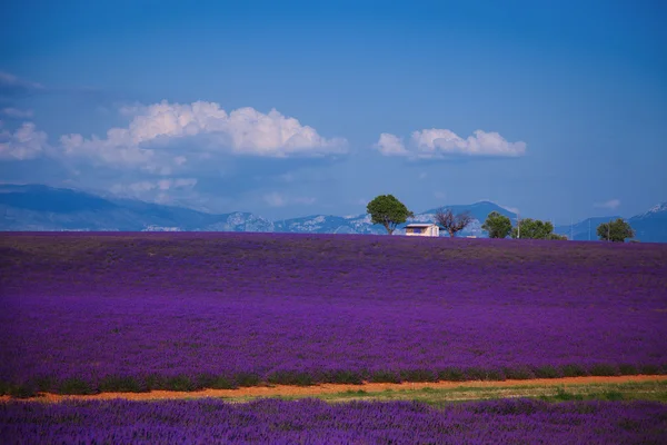 stock image Lavender fields