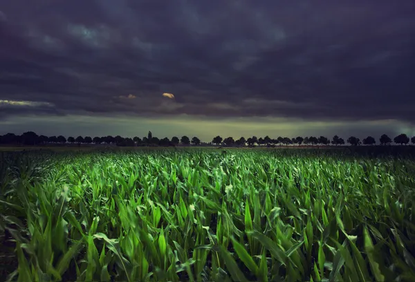 Ночное кукурузное поле — стоковое фото