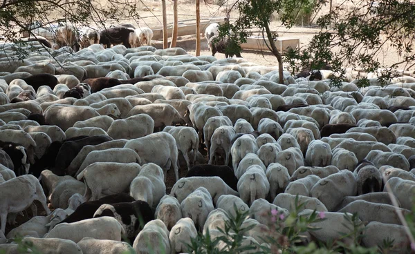Popękane owiec — Zdjęcie stockowe