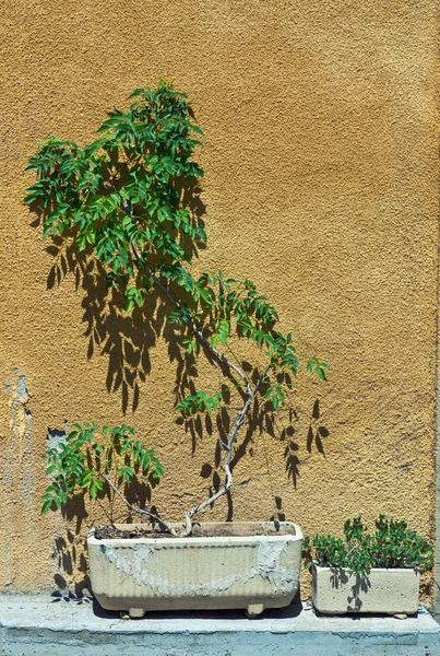 플랜트 및 벽 — 스톡 사진