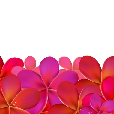 pembe frangipani kenarlık