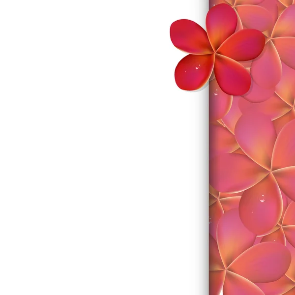 横幅与粉红色的鸡蛋花 — 图库矢量图片
