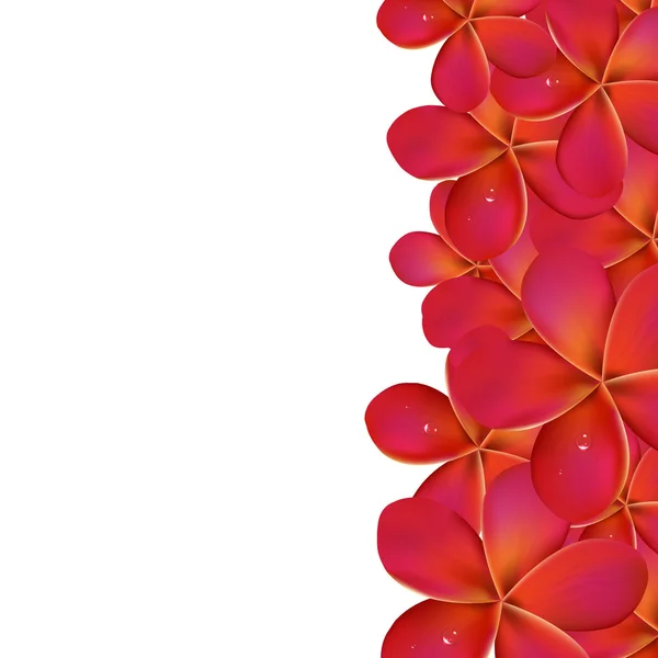 Frangipani rose avec frontière — Image vectorielle