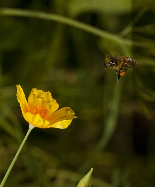Bee s květy — Stock fotografie
