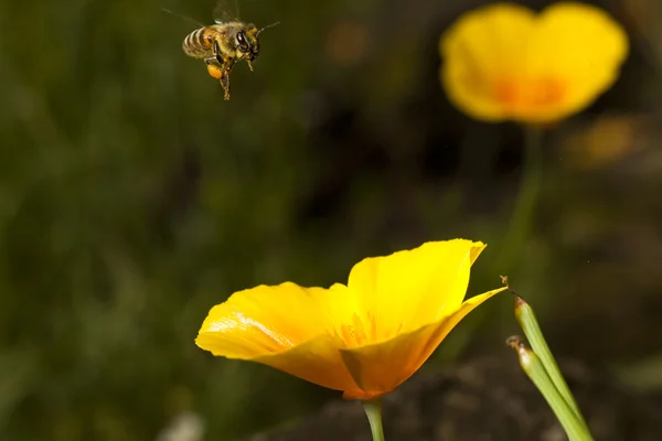 Bee s květy — Stock fotografie