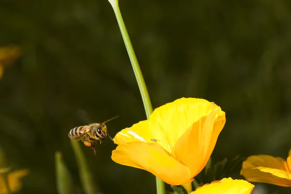 Bee med blossom — Stockfoto