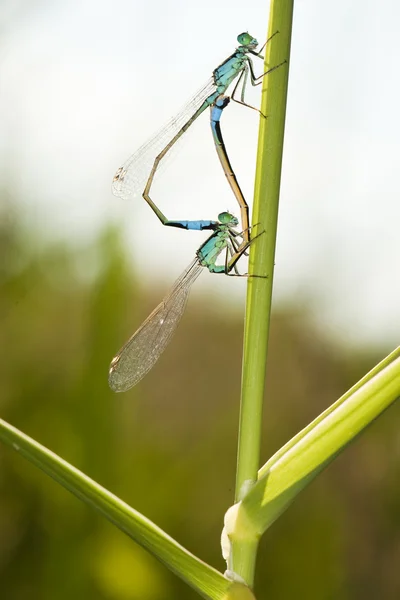 Blaue Libelle — Stockfoto