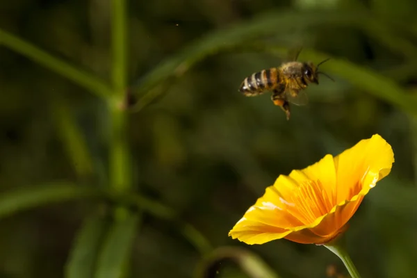 Biene mit Blüte — Stockfoto