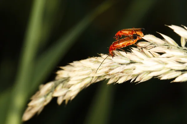 Twee kleine rode insecten — Stockfoto