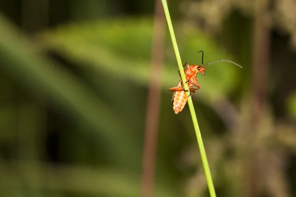Bug-Rhagonycha fulva vermelho — Fotografia de Stock