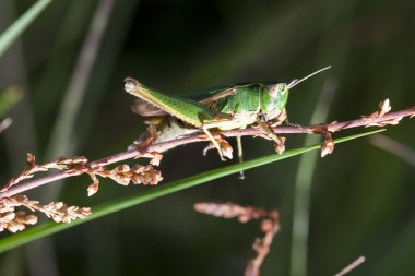 Little green grasshopper