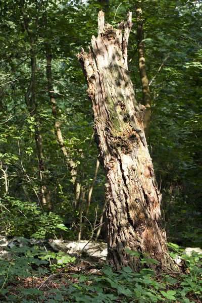 Old growth tree stump — Stock Photo, Image