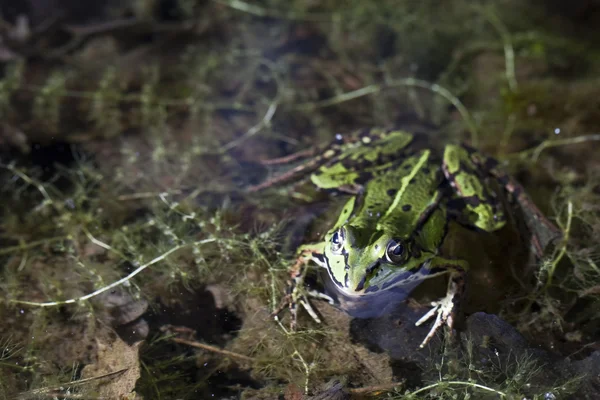 Green frog — Stock Photo, Image
