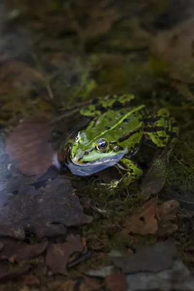 緑のカエル — ストック写真