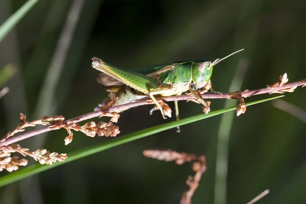 Malá zelená kobylka — Stock fotografie