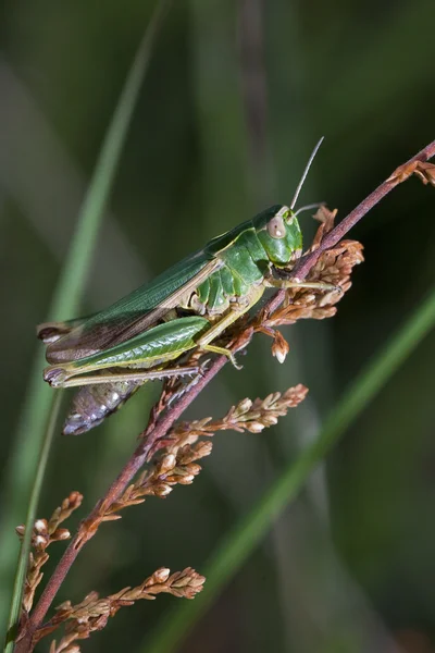 Little green grasshopper — Stock Photo, Image