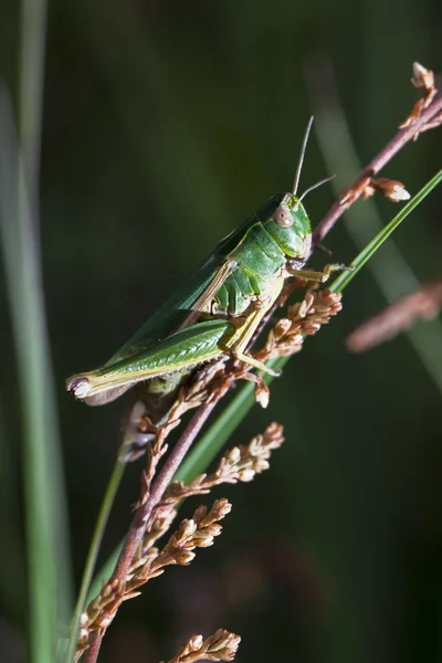 Liten grön gräshoppa — Stockfoto