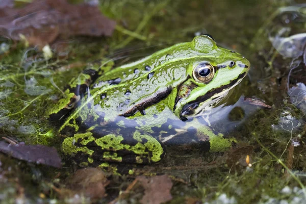 Зелена жаба — стокове фото